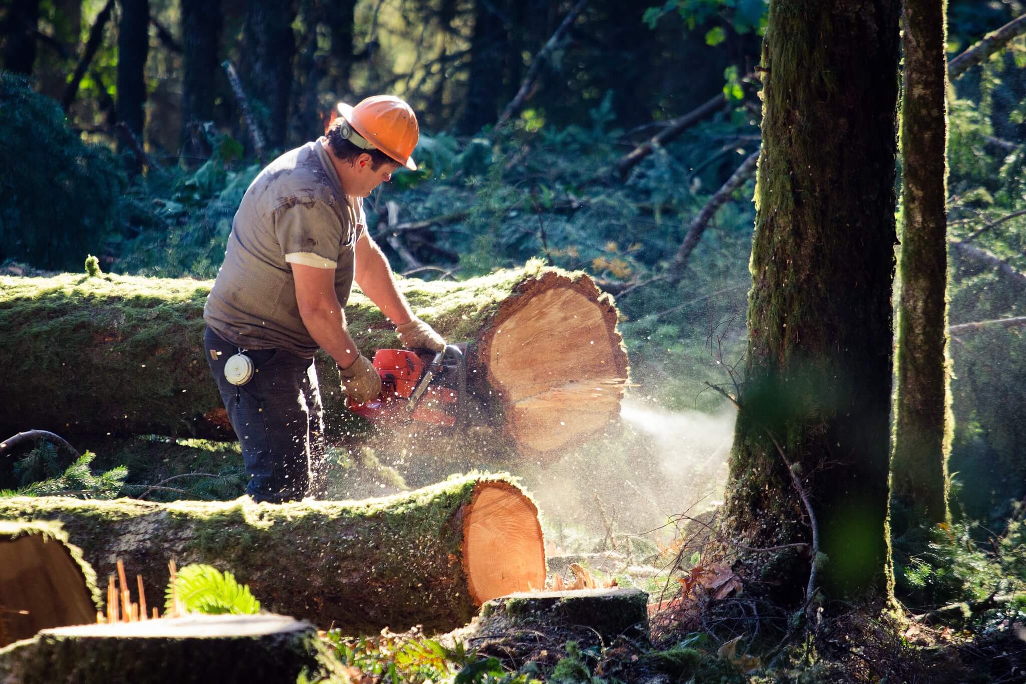 Cut down trees. Лесорубы спилили дерево картина. Кадры для Лесной отрасли. Лесная промышленность Марий Эл. Фото лесорубов на фоне огромных деревьев.